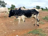 Cow, Brahman — photo 2