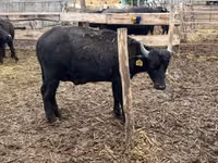 Bulle, Büffel — Foto 3