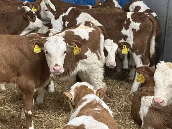 أبقار (دفعة، الجنس غير محدد), Simmental cattle
