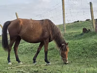 घोड़ी, Azerbaijan horse — फ़ोटो 1