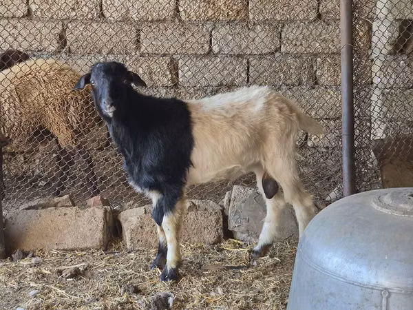 كبش, الأغنام