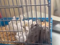 Kiçik gəmirici üçün qəfəs dəsti - Material: metal barmaqlıqlar və — फ़ोटो 1