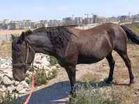 Mare, Skyros Pony — photo 1