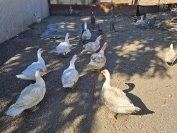 Domestic Muscovy