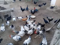 Chickens — الصورة 2