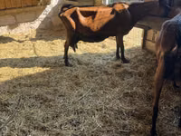 बकरी, Italian Alpine goat — फ़ोटो 4
