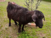 Goat, Goats — photo 6