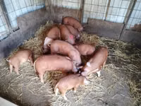 Schweine (Partie, Geschlecht nicht angegeben), Schweine — Foto 1
