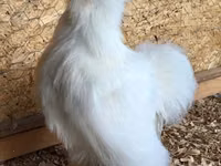 Silkie — photo 2