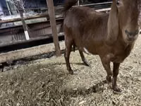 Ziege, Kamori goats — Foto 8