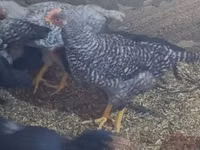 Chickens — फ़ोटो 2