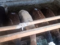 Widder, Schafe — Foto 1