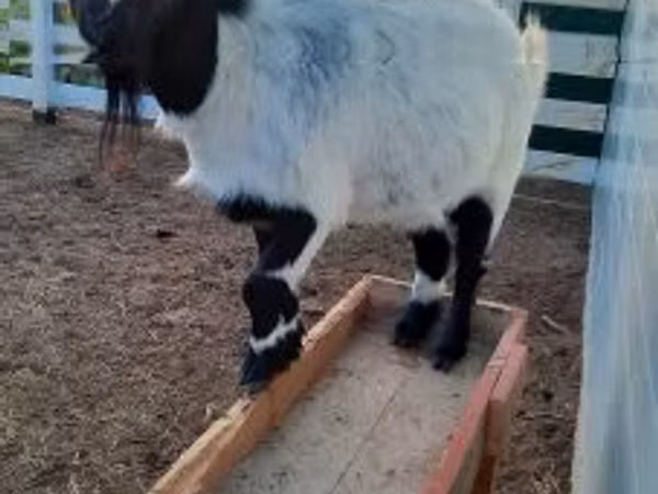 Ziege, Nigerian dwarf goats