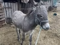 حصان, الخيول — الصورة 2