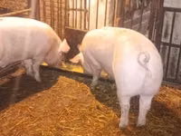 Schweine (Partie, Geschlecht nicht angegeben) — Foto 4