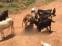 Goats (batch, sex not specified), Goats — photo 4