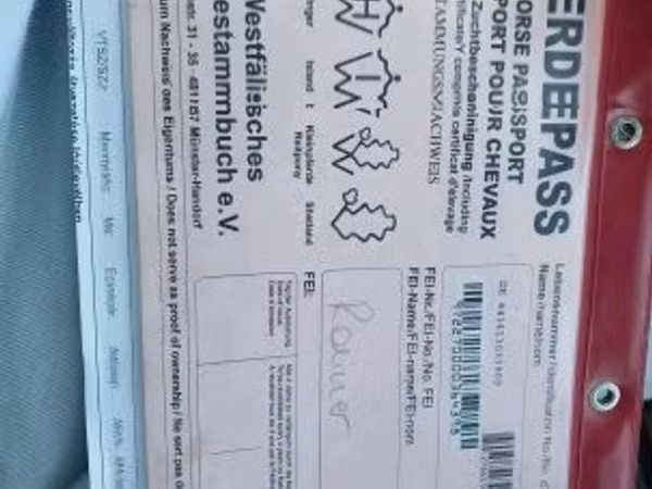 Horse (M), Westphalian