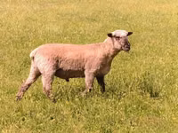 मेढ़ा, Shroshire sheep — फ़ोटो 3
