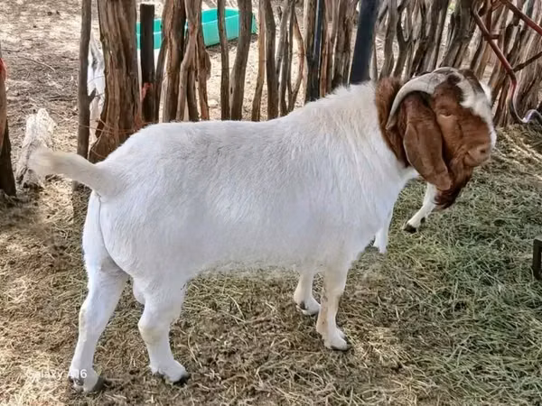 Goat, Boer goat