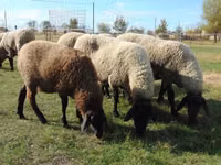 نعجة, Tsigai sheep — الصورة 1