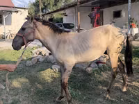 घोड़ा, Tiger horse — फ़ोटो 6