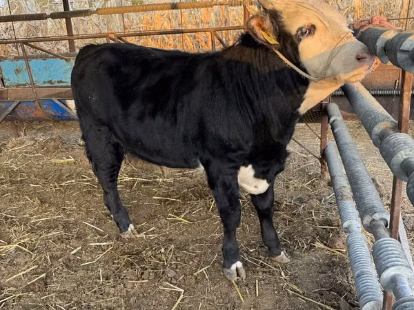 Bulle, Simmental cattle