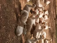 German Pekin — photo 3