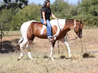 घोड़ा, American paint horse — फ़ोटो 5