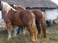 Horse (M), Suffolk Punch — photo 5