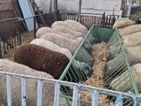 Schaf, Ile-de-France sheep — Foto 2