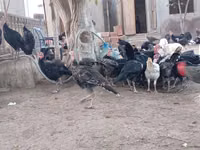 أمريكان باف — الصورة 5
