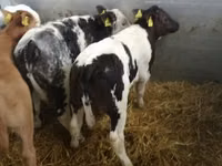 牛只（批次，未指定性别）, Simmental cattle — 照片 4