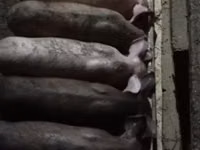خنزيرة, الخنازير — الصورة 5