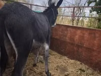 Caballo, Caballos — foto 2