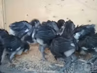 मॉस्को ब्लैक — फ़ोटो 2