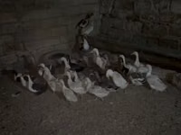 Geese — फ़ोटो 1