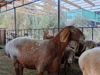 Oveja, Arashan sheep — foto 8