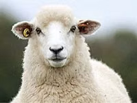 Ram, Sheep — photo 1