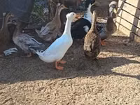Ducks — 照片 1