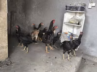 Chickens — photo 4