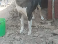 Goats (batch, sex not specified), Goats — photo 2