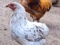 Chickens — फ़ोटो 3