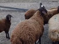 Ram, Karakul sheep — photo 3
