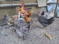 Chickens — foto 2