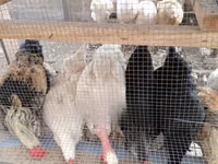 Gallinas Shamo — foto 1