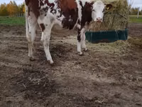 Cow, Simmental cattle — photo 5
