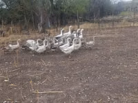 Geese — Foto 5