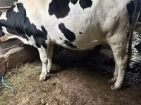 Vaca, Russian Black pied cattle — foto 3