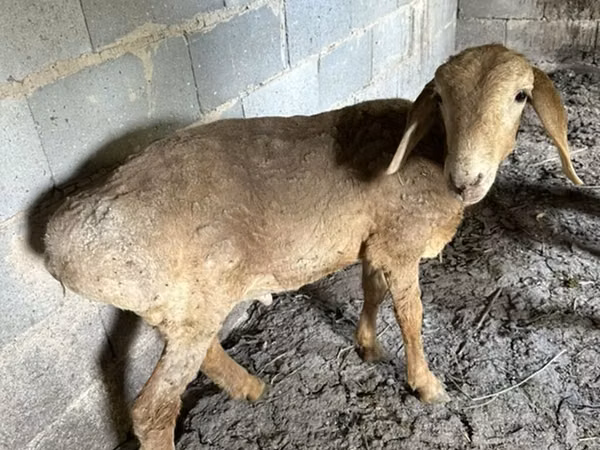 Sheep, Katum sheep