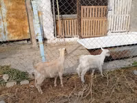 عنزة, Saanen goat — الصورة 2